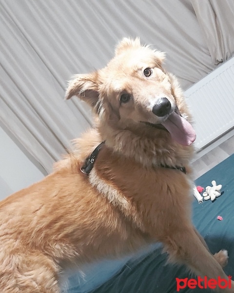 Alman Çoban Köpeği, Köpek  Şanslı fotoğrafı
