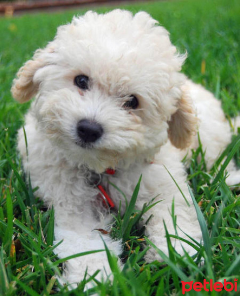 Poodle(Standart Kaniş), Köpek  LİSA fotoğrafı