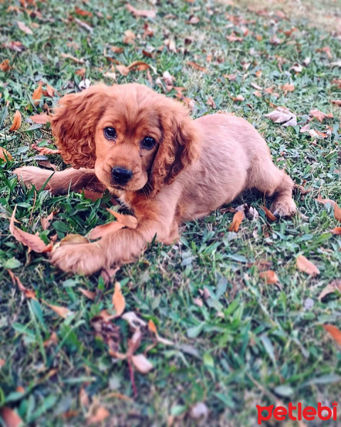 Amerikan Cocker Spaniel, Köpek  Karamel fotoğrafı