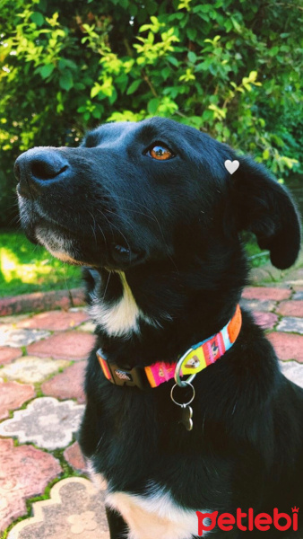 Sokö (Sokak Köpeği), Köpek  kömür fotoğrafı