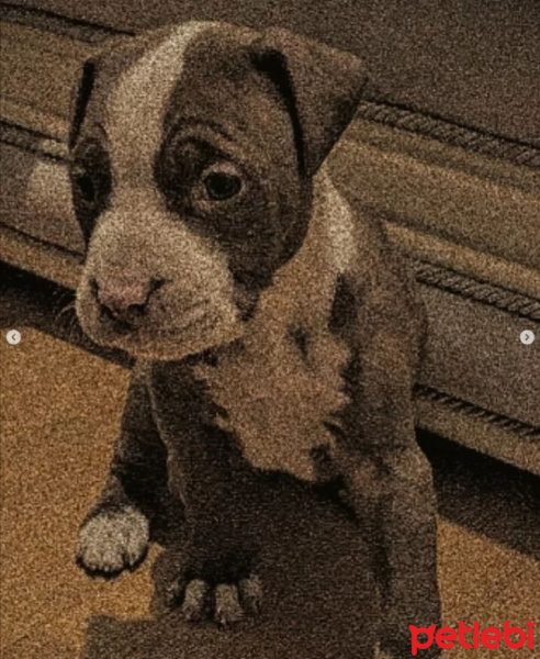 Amerikan Pitbull Terrier, Köpek  Fami fotoğrafı