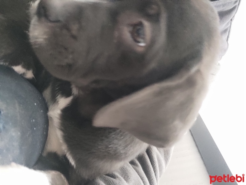Cane Corso Italiano, Köpek  Laydi fotoğrafı