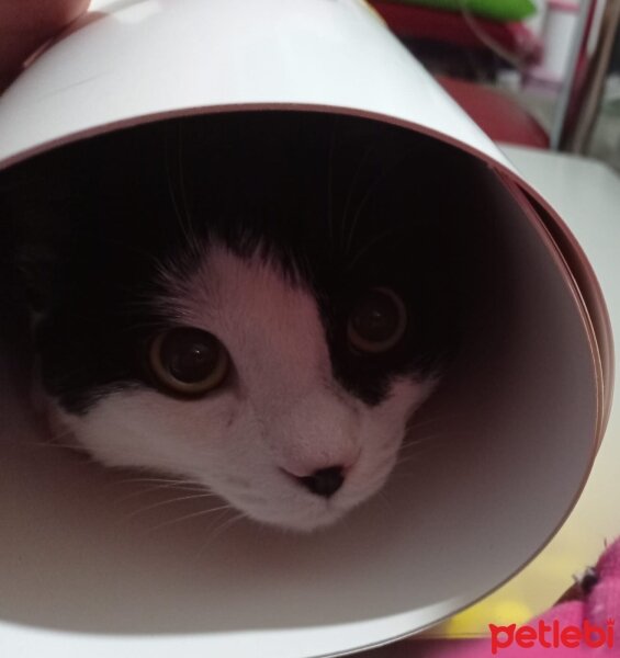 Tuxedo (Smokin) Kedi, Kedi  ADOLF fotoğrafı