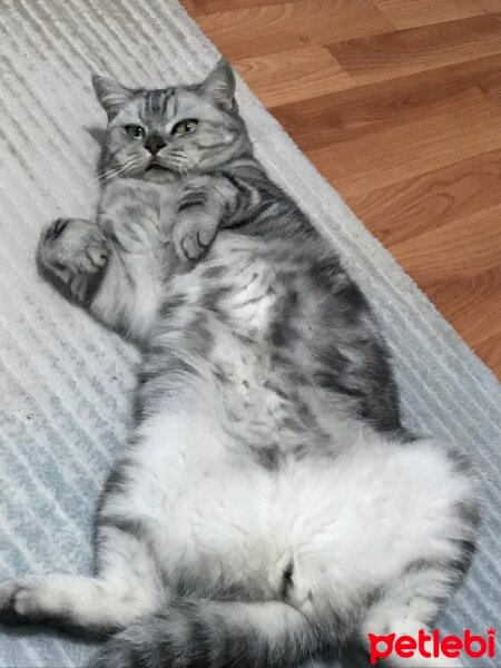 British Shorthair, Kedi  Karaca fotoğrafı