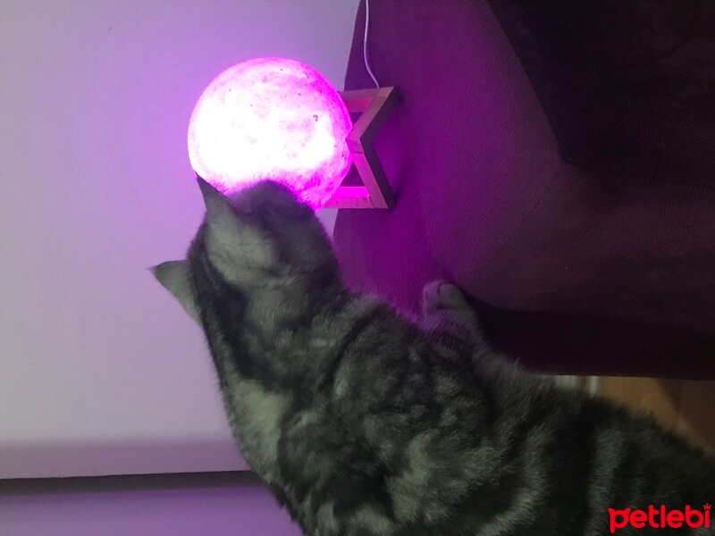 British Shorthair, Kedi  Karaca fotoğrafı