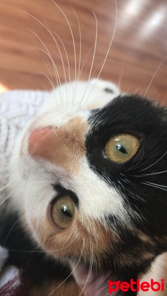 British Shorthair, Kedi  Karaca fotoğrafı