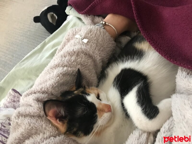 Tekir Kedi, Kedi  Pale Alaca fotoğrafı