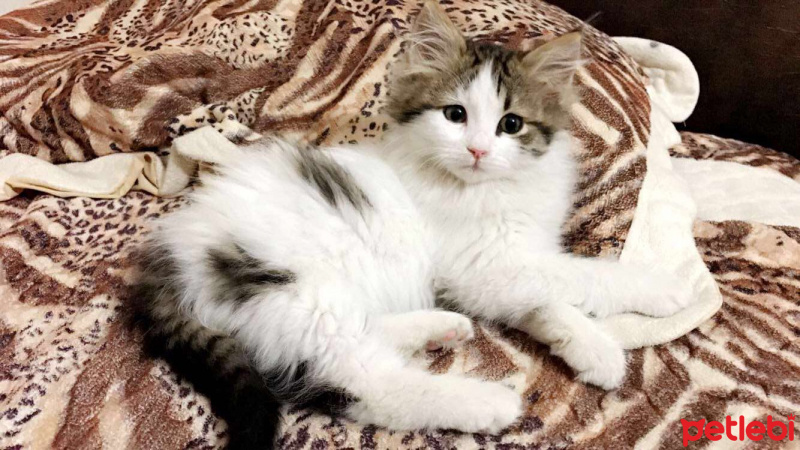Tekir Kedi, Kedi  Pamuk fotoğrafı