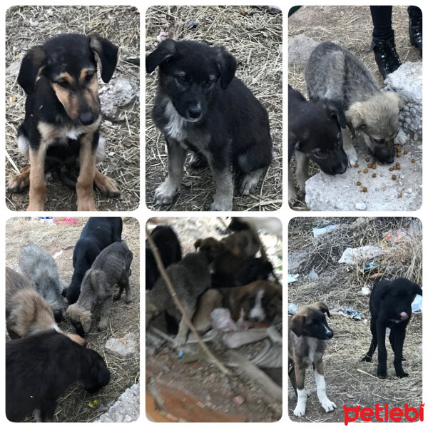 Akbaş, Köpek  Küçük canlar fotoğrafı