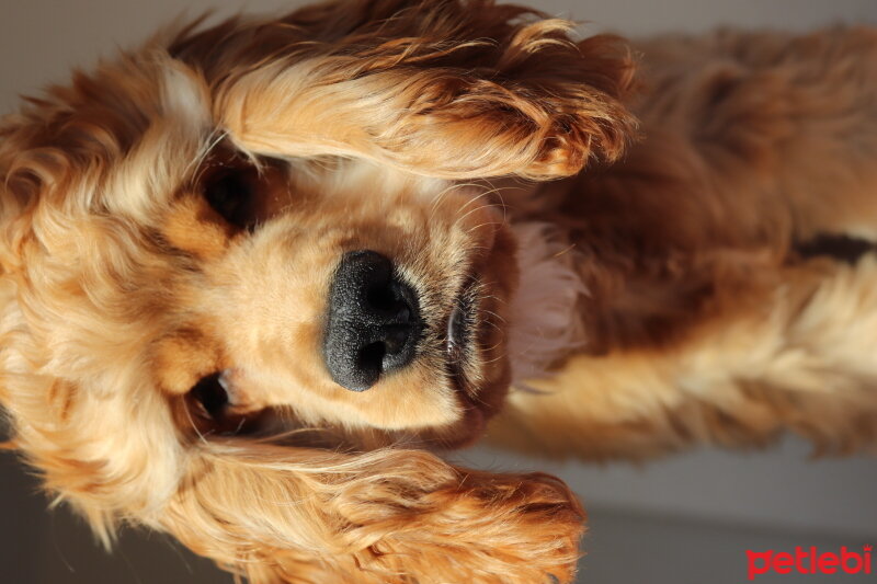 Amerikan Cocker Spaniel, Köpek  Pera fotoğrafı