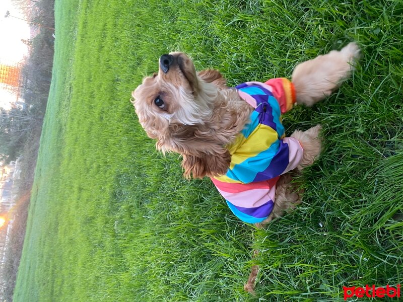 Amerikan Cocker Spaniel, Köpek  Pera fotoğrafı