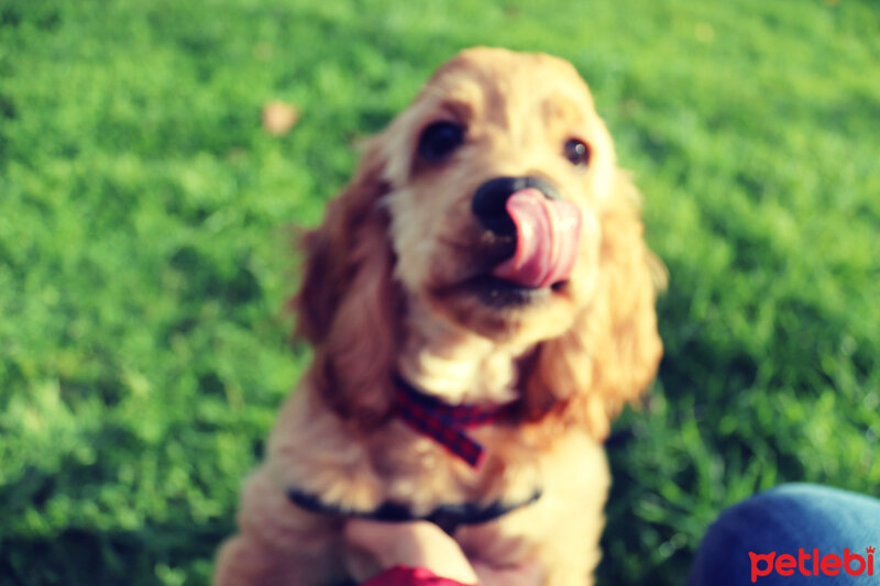 Amerikan Cocker Spaniel, Köpek  Pera fotoğrafı