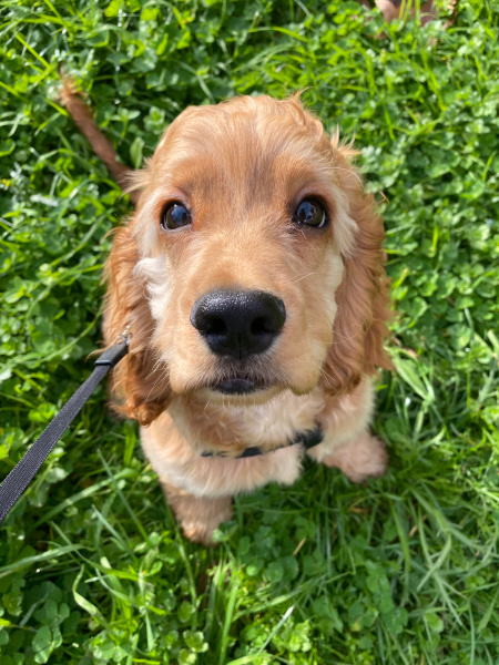 Amerikan Cocker Spaniel, Köpek  Pera fotoğrafı