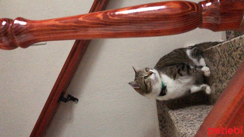 Tekir Kedi, Kedi  Şakir fotoğrafı
