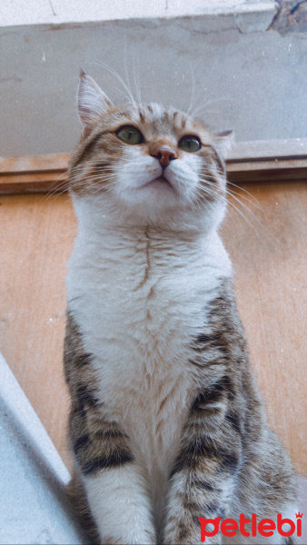 Tekir Kedi, Kedi  Şakir fotoğrafı
