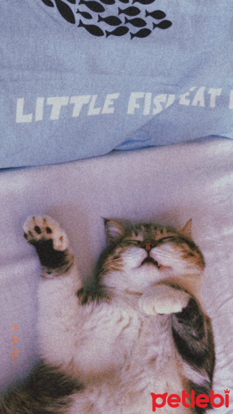 Tekir Kedi, Kedi  Şakir fotoğrafı