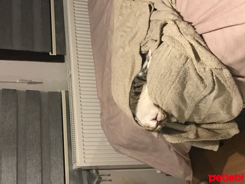 Tekir Kedi, Kedi  Şakir fotoğrafı