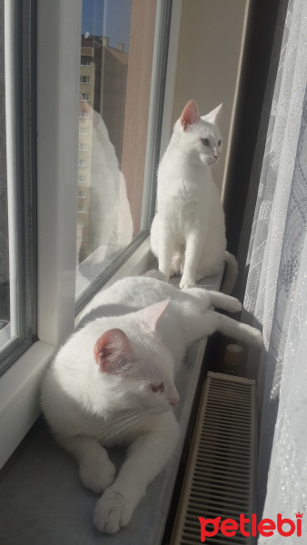 Ankara Kedisi, Kedi  Charlie'nin Melekleri fotoğrafı