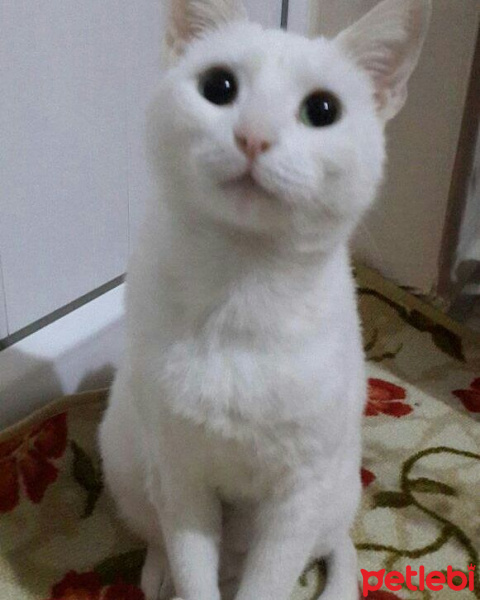 Ankara Kedisi, Kedi  Charlie'nin Melekleri fotoğrafı