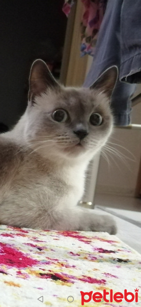 Ankara Kedisi, Kedi  Charlie'nin Melekleri fotoğrafı