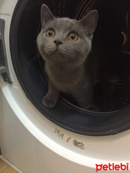 British Shorthair, Kedi  Mario fotoğrafı