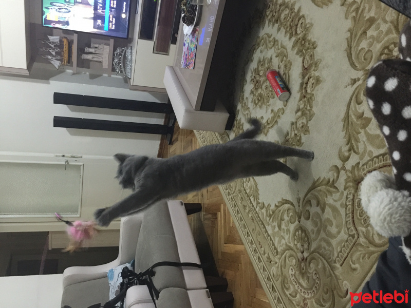 British Shorthair, Kedi  Mario fotoğrafı