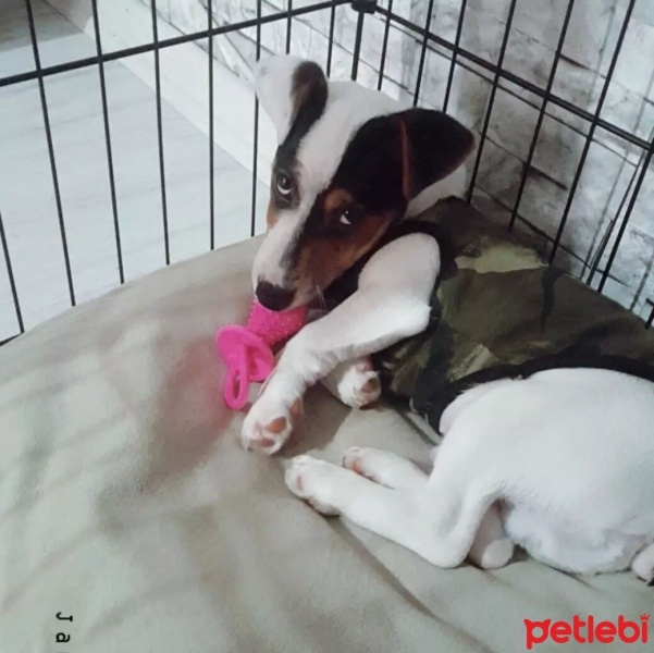 Jack Russell Terrier, Köpek  sezar fotoğrafı