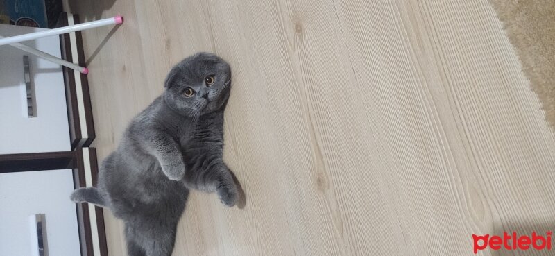 Scottish Fold, Kedi  Lola fotoğrafı