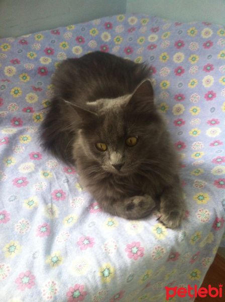 Nebelung, Kedi  Duman fotoğrafı
