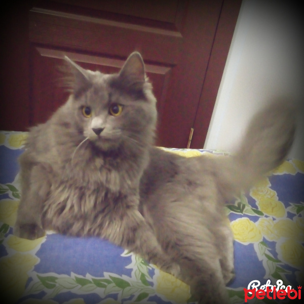 Nebelung, Kedi  Duman fotoğrafı
