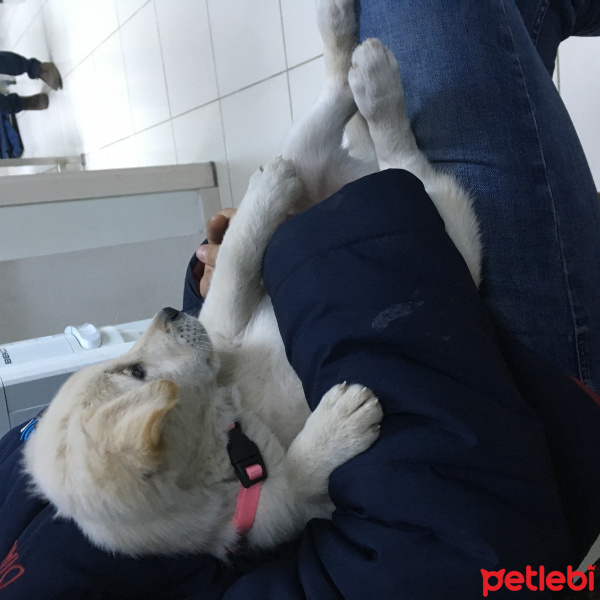 Golden Retriever, Köpek  Baileys(beylis) fotoğrafı