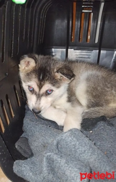 Sibirya Kurdu (Husky), Köpek  Arya fotoğrafı