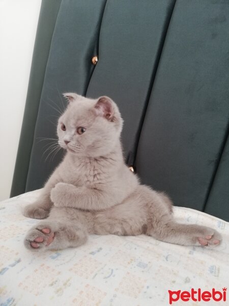 Scottish Fold, Kedi  Paşa fotoğrafı