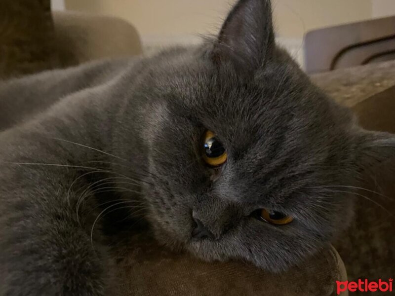 British Shorthair, Kedi  NİNJA fotoğrafı