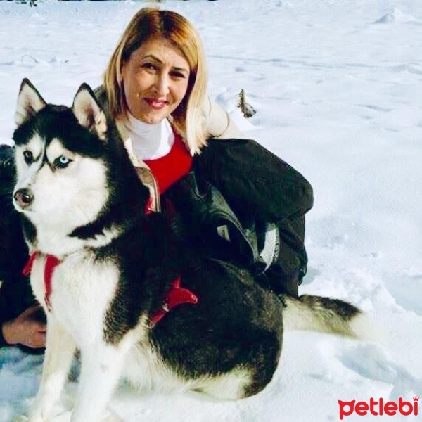 Sibirya Kurdu (Husky), Köpek  Nazlıcan fotoğrafı