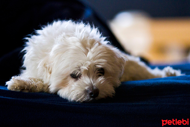 Maltese, Köpek  Ozi fotoğrafı