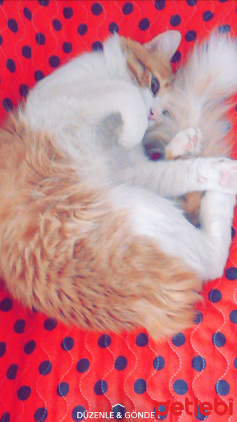 Tekir Kedi, Kedi  Gırpık fotoğrafı