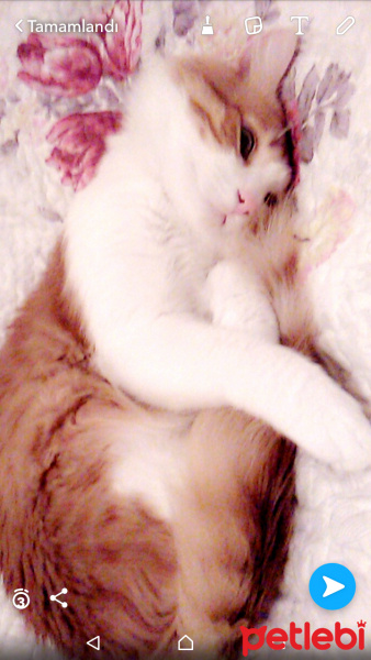 Tekir Kedi, Kedi  Gırpık fotoğrafı