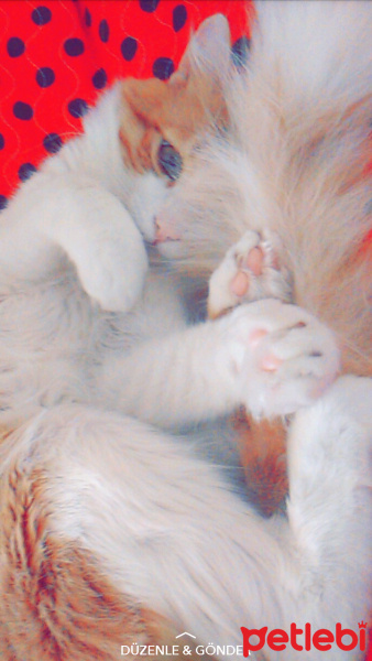 Tekir Kedi, Kedi  Gırpık fotoğrafı