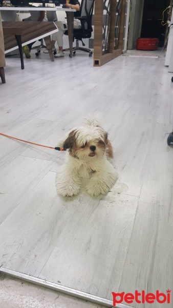 Shih Tzu, Köpek  Mila fotoğrafı
