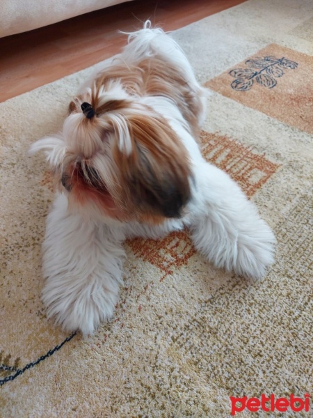 Shih Tzu, Köpek  Mila fotoğrafı