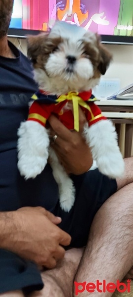 Shih Tzu, Köpek  Mila fotoğrafı