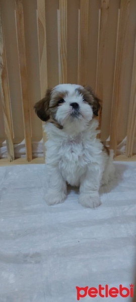 Shih Tzu, Köpek  Mila fotoğrafı