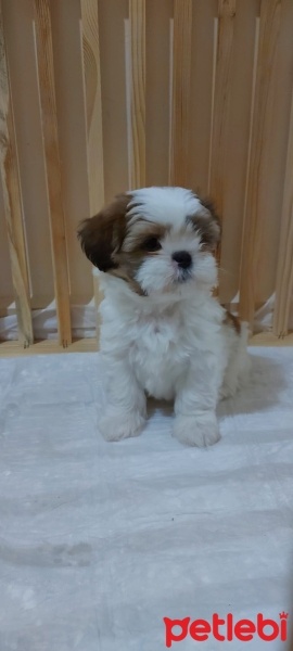Shih Tzu, Köpek  Mila fotoğrafı