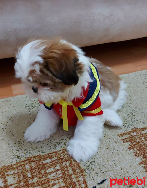 Shih Tzu, Köpek  Mila fotoğrafı