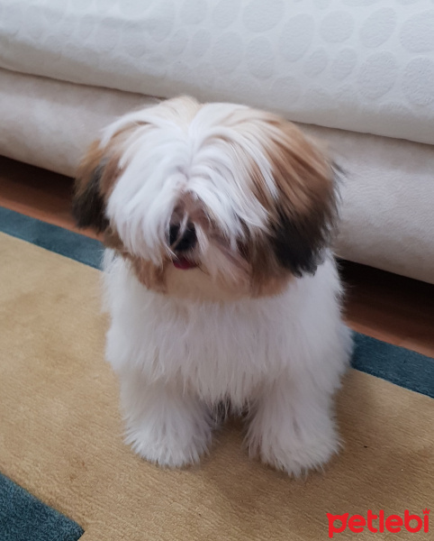 Shih Tzu, Köpek  Mila fotoğrafı