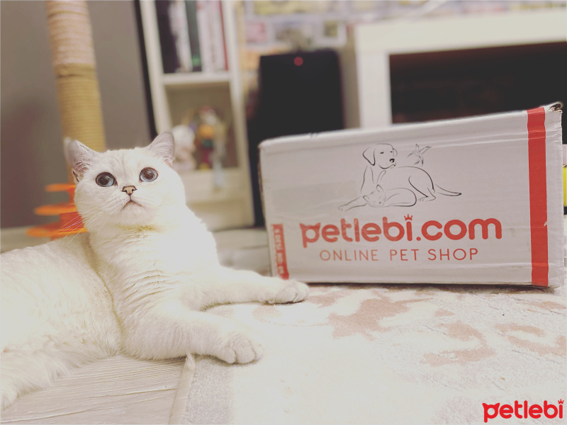 British Shorthair, Kedi  Ceku fotoğrafı