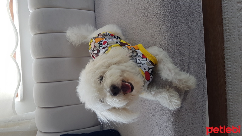 Maltese, Köpek  Rodi fotoğrafı
