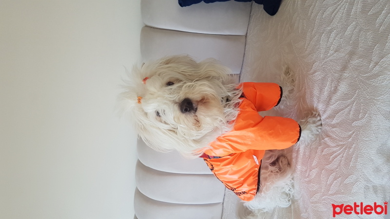 Maltese, Köpek  Rodi fotoğrafı