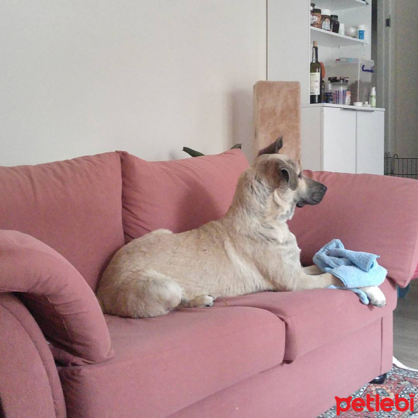 Kangal, Köpek  Maki fotoğrafı